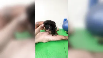 Miss Antiverse, Stretchmasters, Explosive Facial Tattoo Ebony