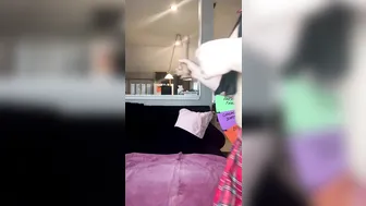 Rylee Rabbit, Two Curvy Beauties Spinning the Wheel on Livestream