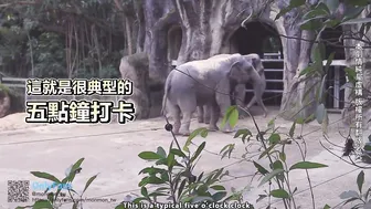 Taipei Girl Love To Help Mama Boy To Pop Their Virgin