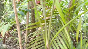 SunnySkye Gets Wrecked: XXL Vacation Outdoor Poolside Creampie POV Sextape — NSFW Bomb