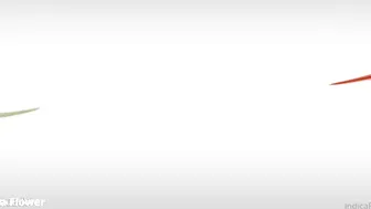 Indica Flower, Thicc Hippie Vixen Making Love At Home